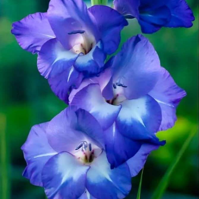 Gladiolus Seeds – Blue