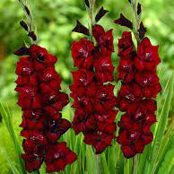 Gladiolus Seeds – Deep Red