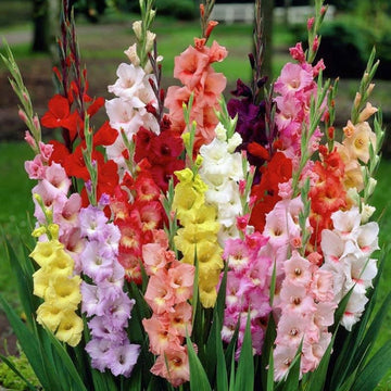 Gladiolus Seeds – Mixed Colors
