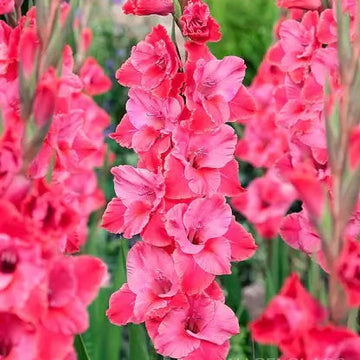 Gladiolus Seeds – Pink
