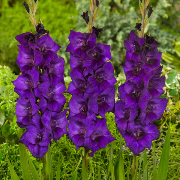 Gladiolus Seeds – Purple
