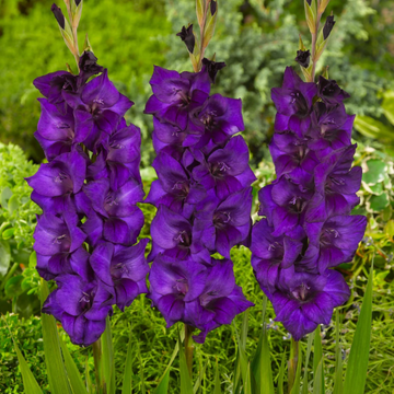 Gladiolus Seeds – Purple
