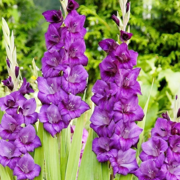 Gladiolus Seeds – Purple
