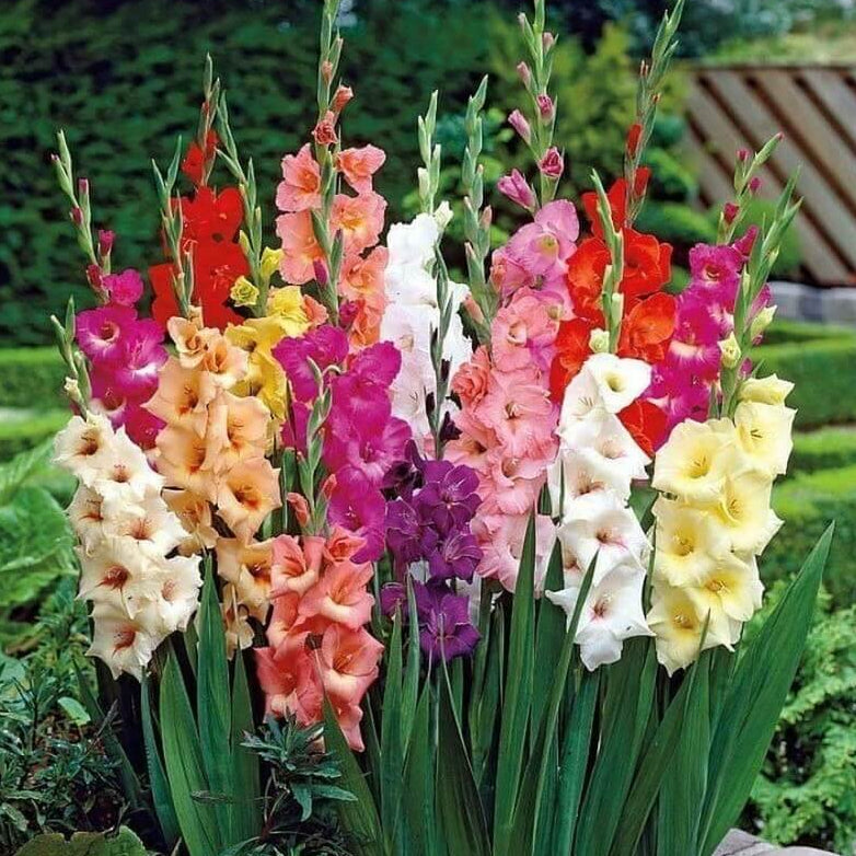 Gladiolus Seeds - Flower Plant for Home Gardens