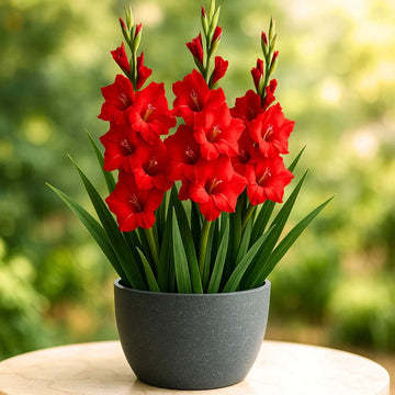 Gladiolus Seeds - Flower Plant for Home Gardens