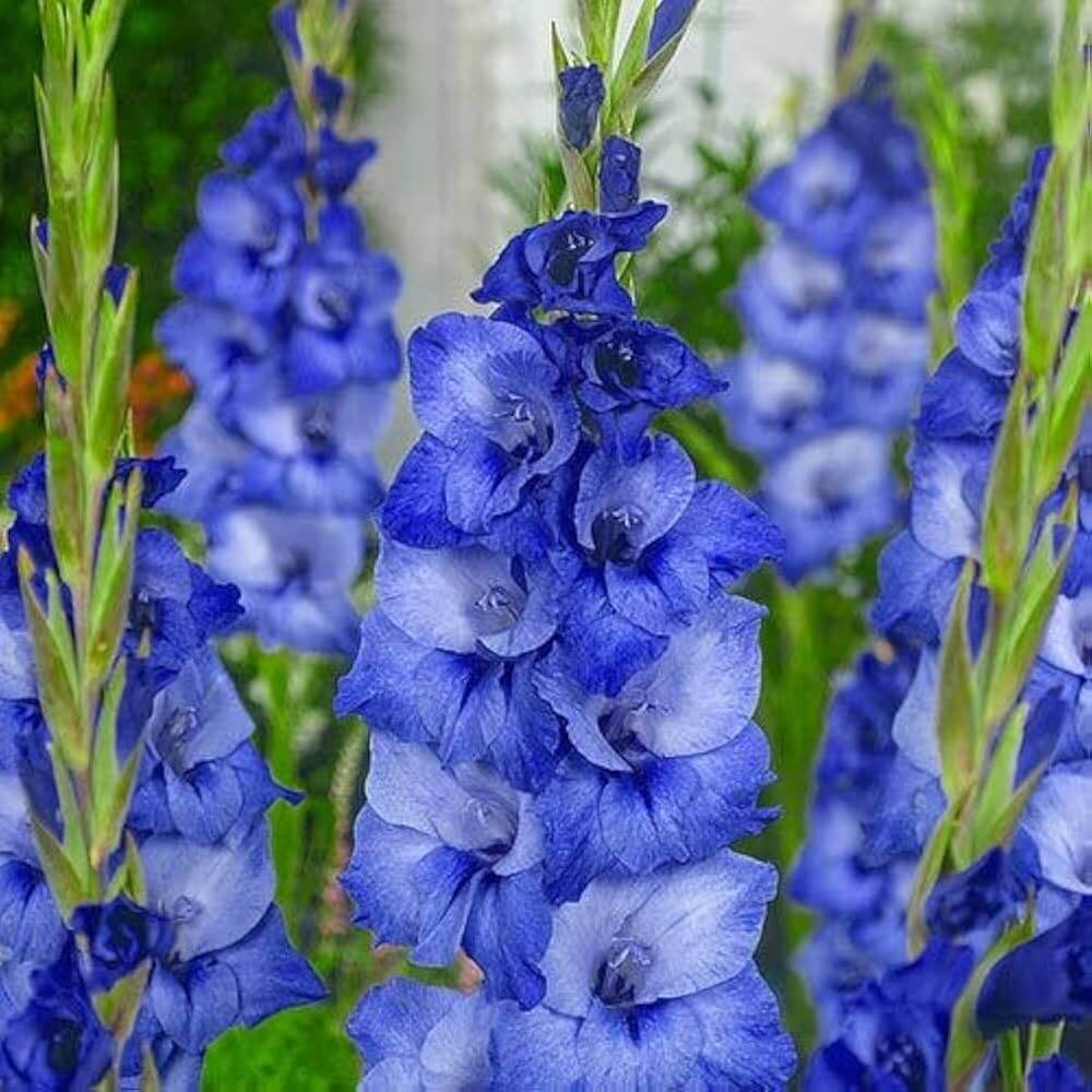 Gladiolus Seeds – Blue