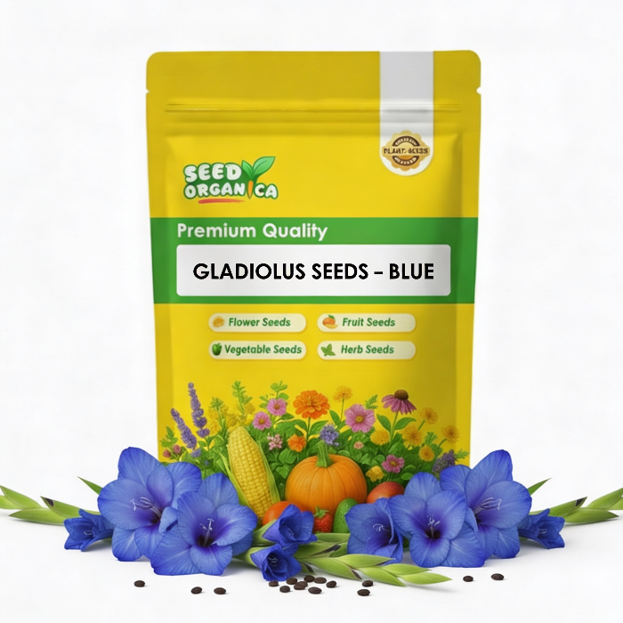 Gladiolus Seeds – Blue