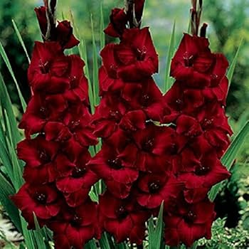Gladiolus Seeds – Deep Red