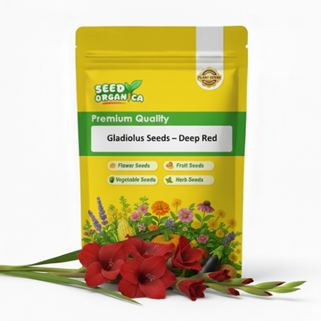 Gladiolus Seeds – Deep Red