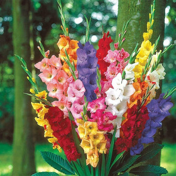 Gladiolus Seeds – Mixed Colors
