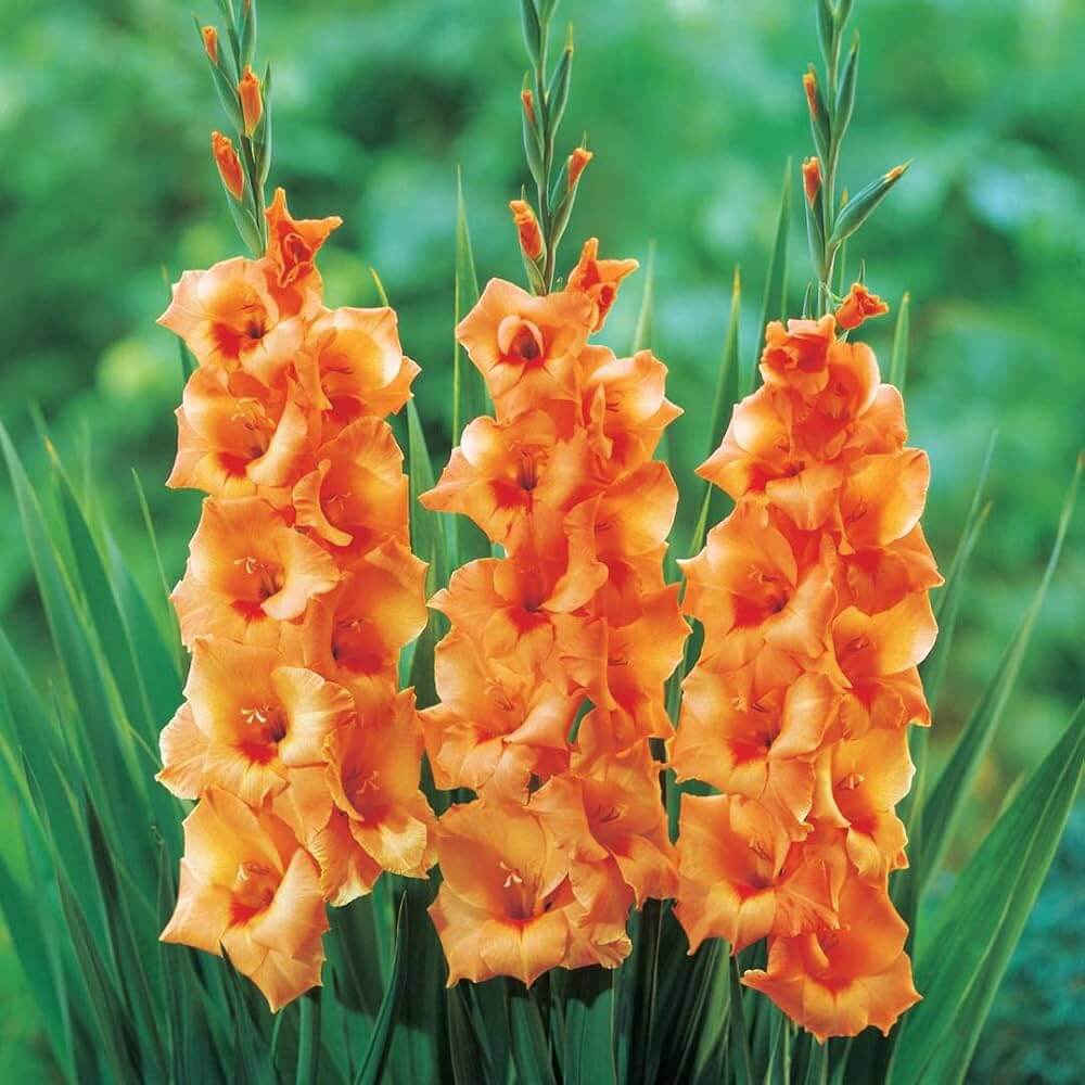 Gladiolus Seeds – Orange
