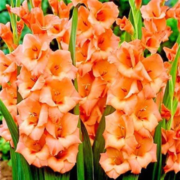 Gladiolus Seeds – Orange