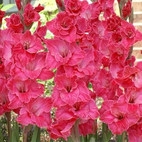 Gladiolus Seeds – Pink