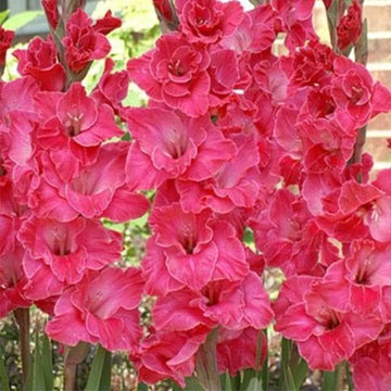 Gladiolus Seeds – Pink