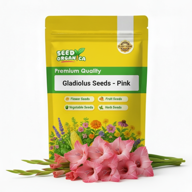 Gladiolus Seeds – Pink