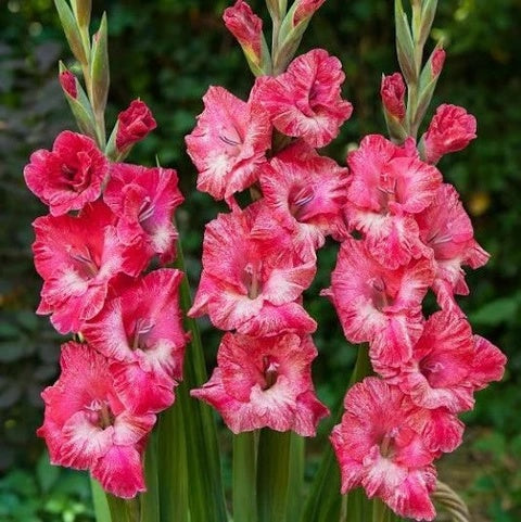 Gladiolus Seeds – Pink