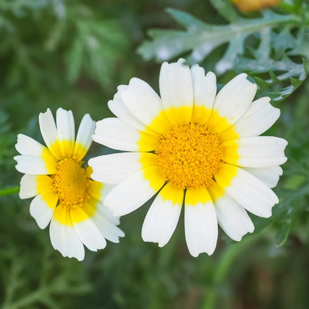 Glebionis Coronaria Seeds – Garland Daisy
