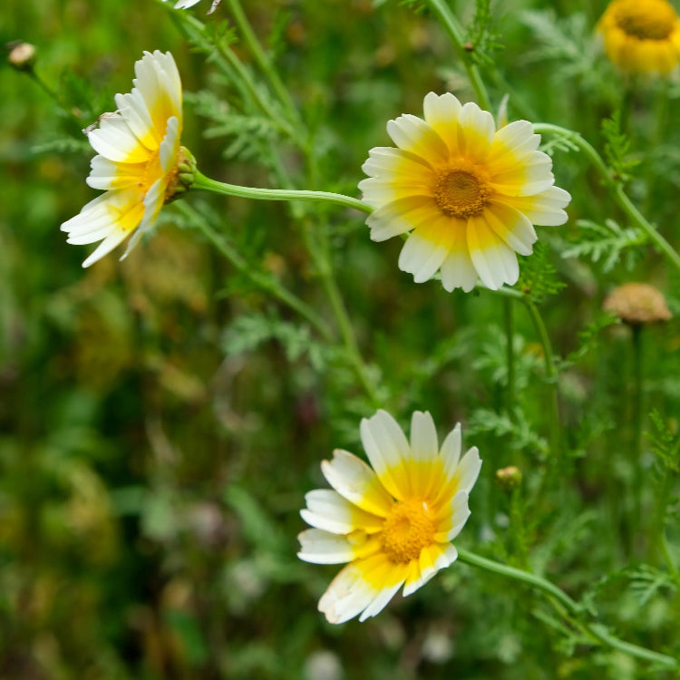Glebionis Coronaria Seeds – Garland Daisy
