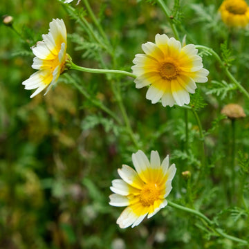 Glebionis Coronaria Seeds – Garland Daisy
