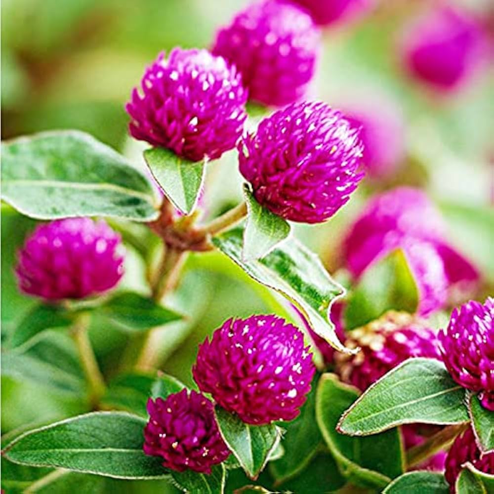 Globe Amaranth Seeds – Heirloom,, Vibrant Blooms
