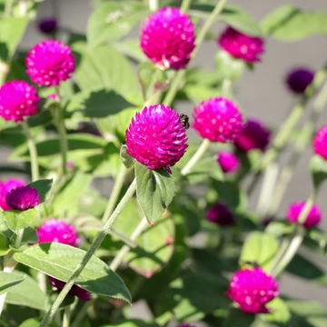 Globe Amaranth Seeds – Heirloom,, Vibrant Blooms
