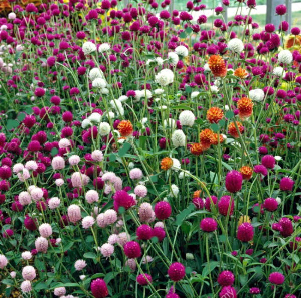 Globe Amaranth Seeds – Mix
