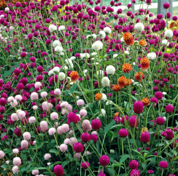 Globe Amaranth Seeds – Mix
