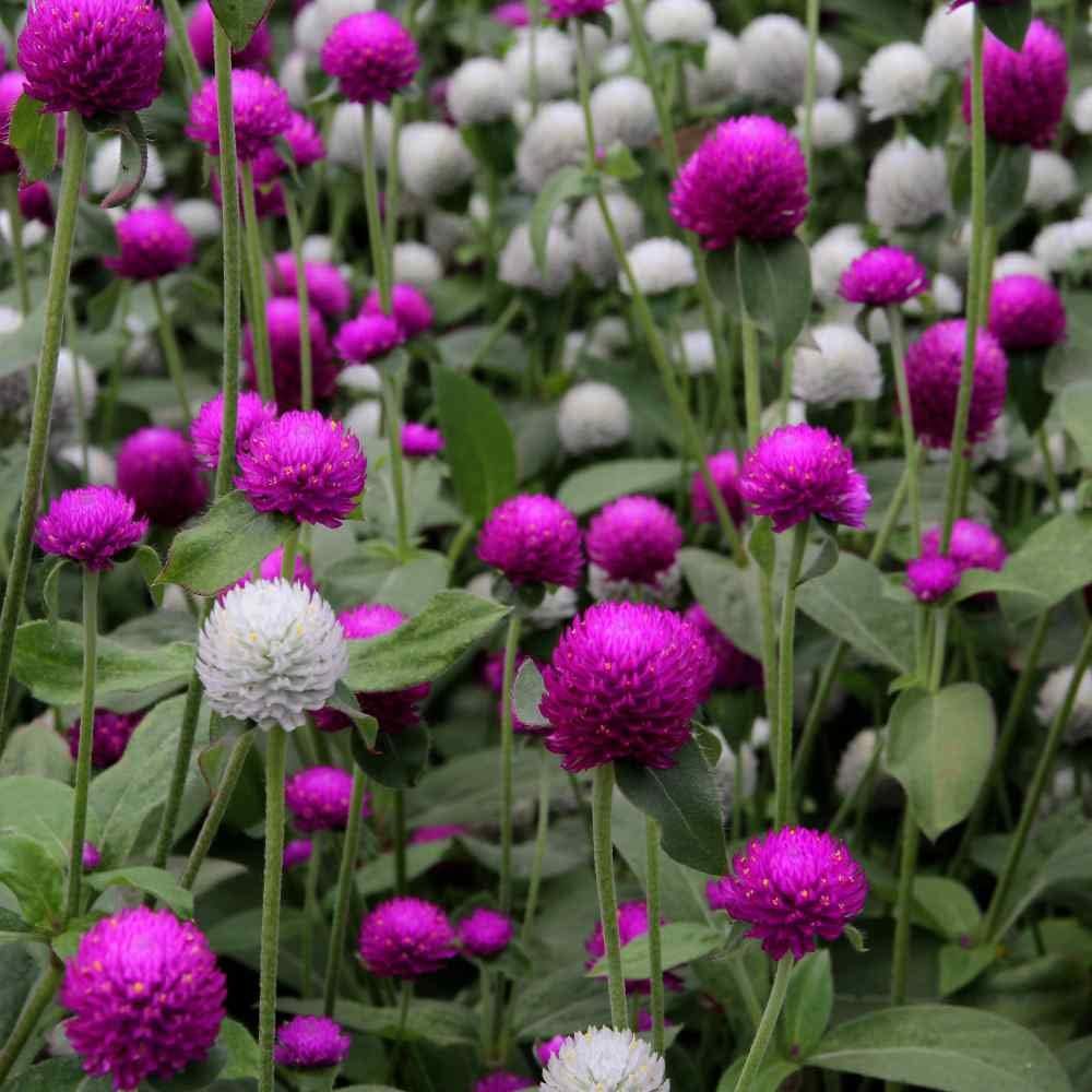 Globe Amaranth Seeds – Mix
