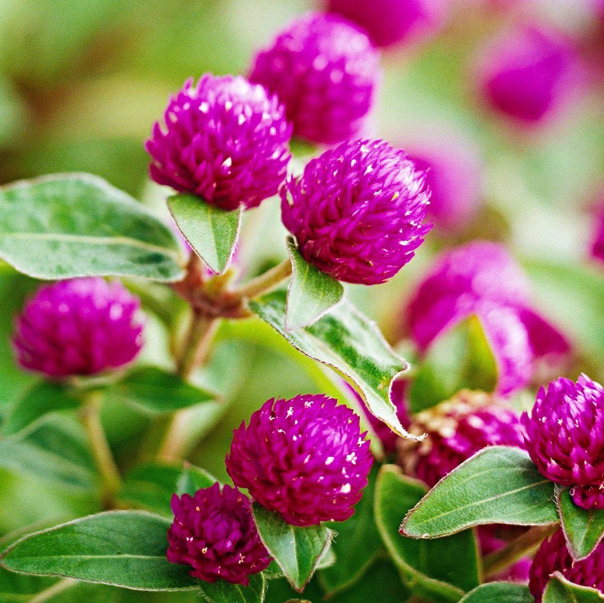 Globe Amaranth Seeds – Heirloom,, Vibrant Blooms
