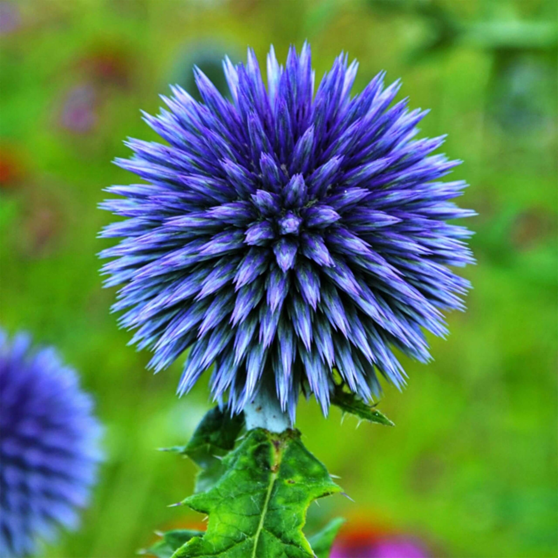 Globe Thistle Seeds – Blue  Wildflower 
