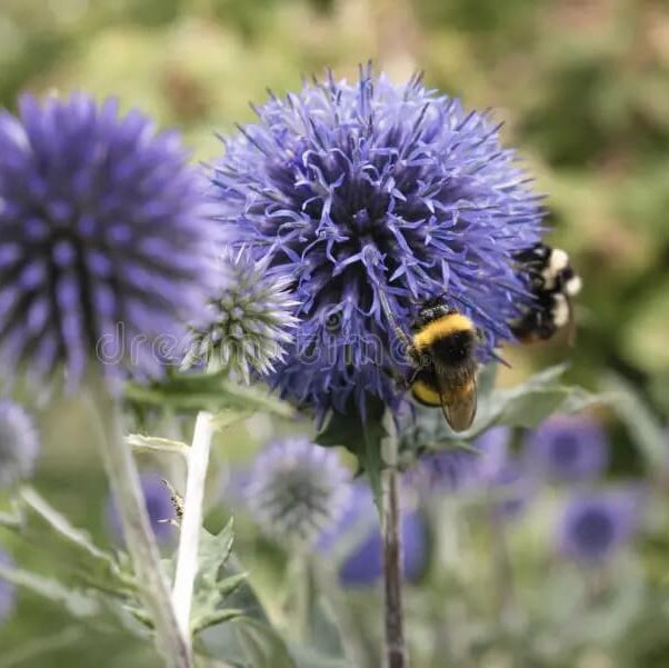 Globe Thistle Seeds – Blue  Wildflower 