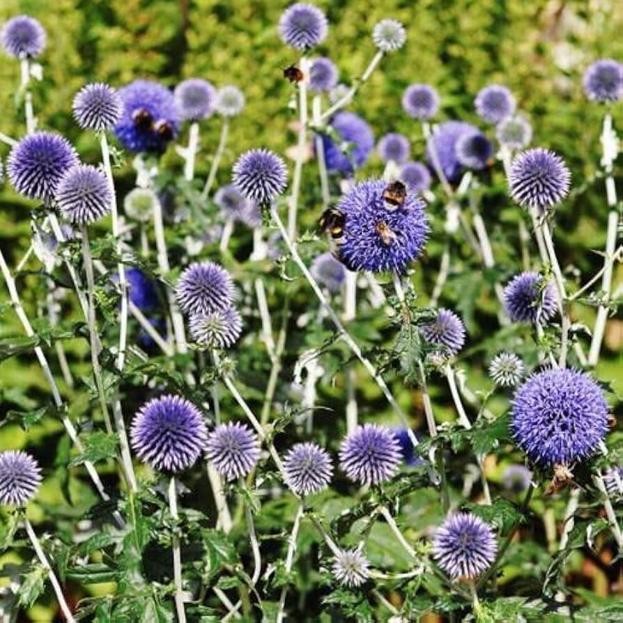 Globe Thistle Seeds – Blue  Wildflower 