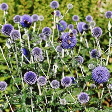 Globe Thistle Seeds – Blue  Wildflower 