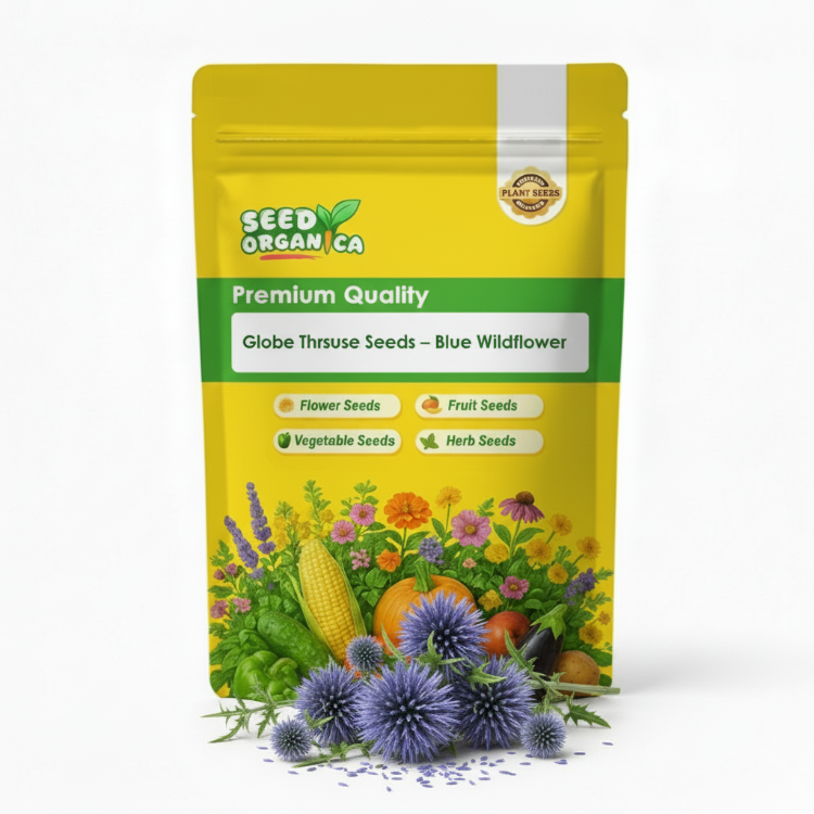 Globe Thistle Seeds – Blue  Wildflower