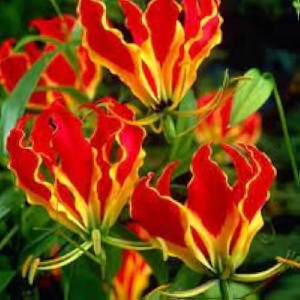 Gloriosa Lily Seeds – Gloriosa Superba