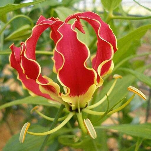 Gloriosa Lily Seeds – Gloriosa Superba
