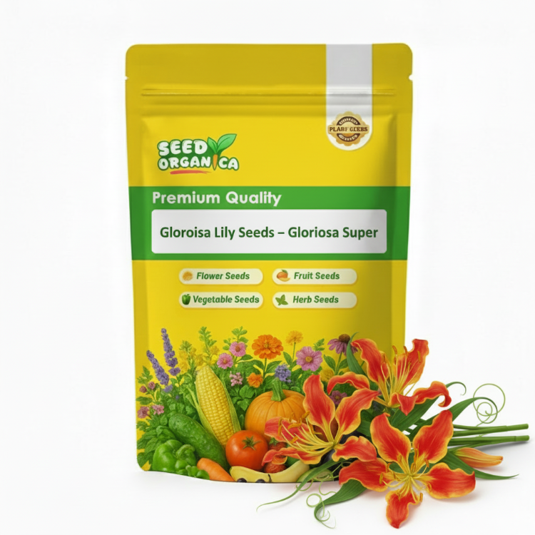 Gloriosa Lily Seeds – Gloriosa Superba