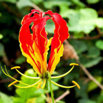 Gloriosa Lily Seeds – Yellow Red