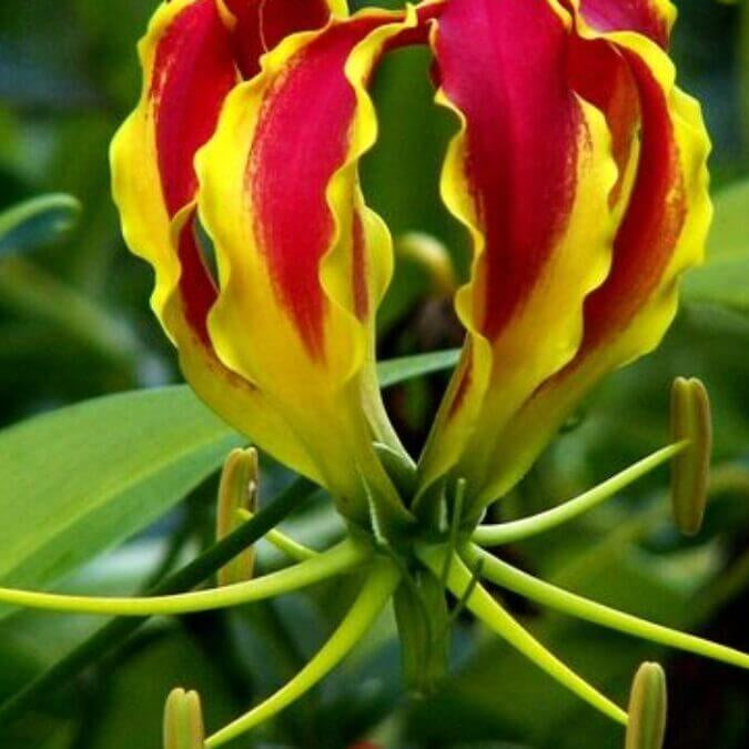 Gloriosa Lily Seeds – Yellow Red