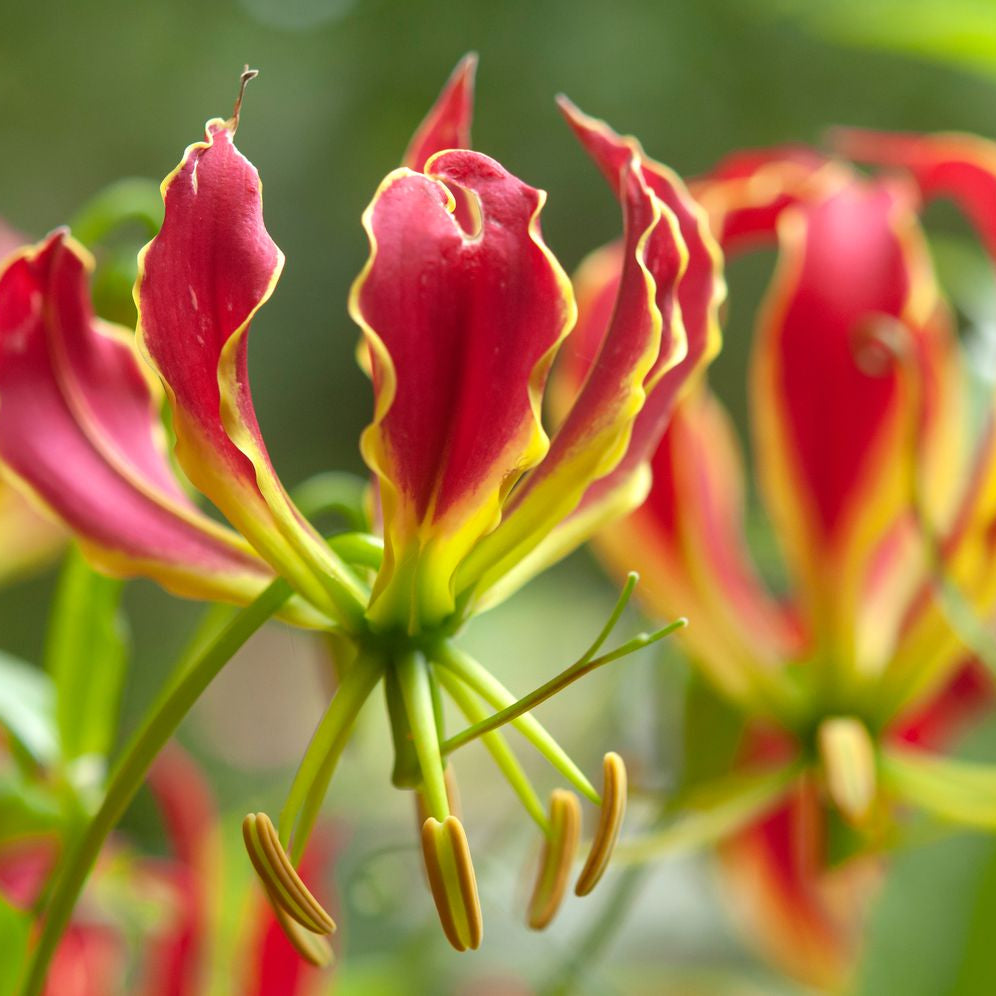 Gloriosa Superba Seeds – Flame Lily
