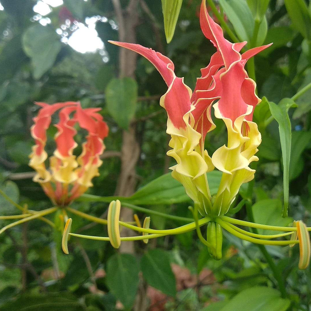 Gloriosa Superba Seeds – Flame Lily
