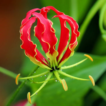 Gloriosa Superba Seeds – Flame Lily
