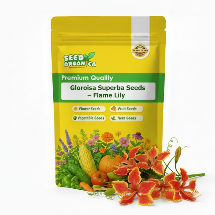 Gloriosa Superba Seeds – Flame Lily