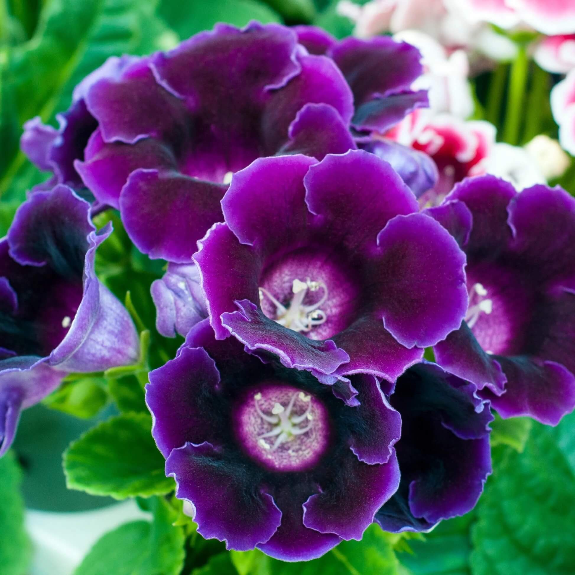 Gloxinia Seeds – Heirloom Wildflower Mix
