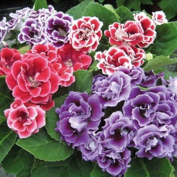 Gloxinia Seeds – Heirloom Wildflower Mix

