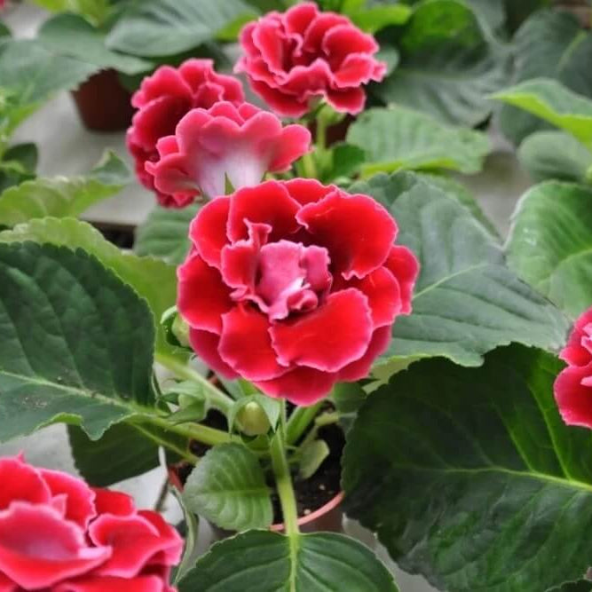 Gloxinia Seeds - Flower Plant for Home Gardens