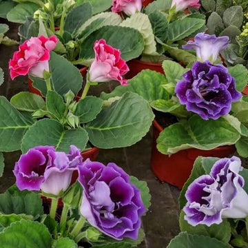 Gloxinia Seeds - Flower Plant for Home Gardens