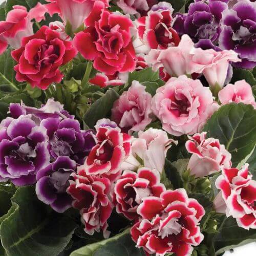 Gloxinia Seeds - Flower Plant for Home Gardens