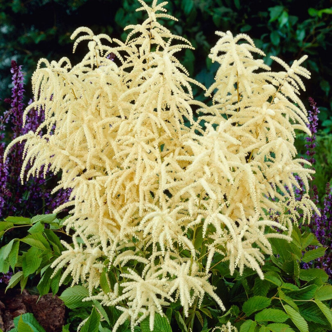 Goat’s Beard Seeds – Perennial
