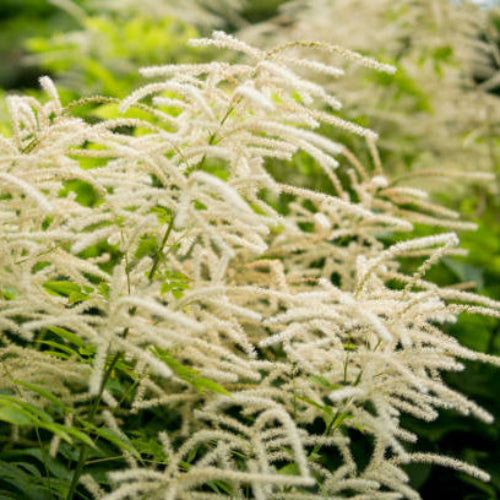 Goat’s Beard Seeds – Perennial
